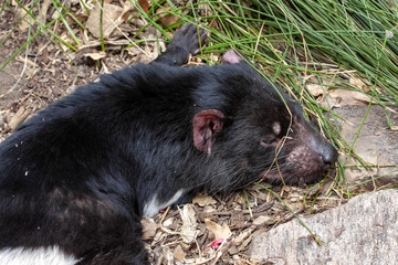 The Tasmanian devil, Sarcophilus harrisii, is an endangered species afflicted by diseases of Australia