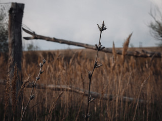 Obraz premium Brown dry grass in the meadow. Backround. Fall weather
