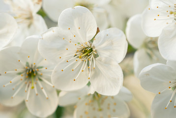 Fototapeta na wymiar Cherry spring flowers