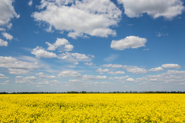Fototapeta premium Yellow spring field of canola, rapeseed or rape