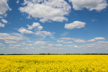 Yellow spring field of canola, rapeseed or rape