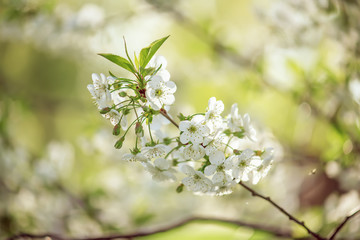Cherry flowers frame