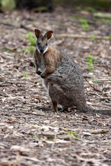 A Wallaby swamp, Wallabia bicolor, sitting on the ground looking for food. Australia