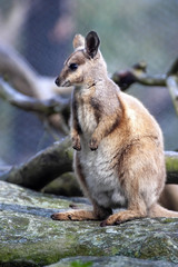 Black-footed Rock wallaby, sitting on a tree trunk and looking for food. Australia
