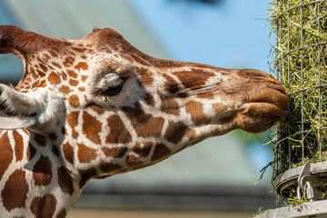 Portrait of a giraffe in a zoo