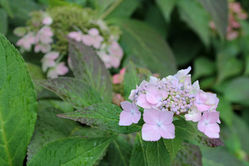 blooming hydrangea (?) in the oriental park of maulévrier (france)
