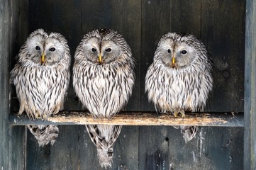 Fototapeta premium FINLAND