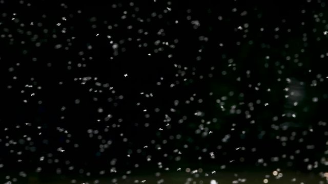 Extreme slow motion macro footage of gnat swarm over stagnant water