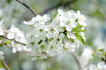 Cherry flowers frame
