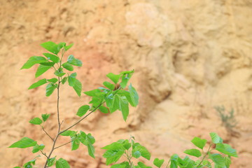 green leaves on the ground