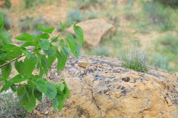 plant growing in the soil