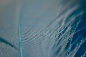 Aqua blue feather abstract background texture 
