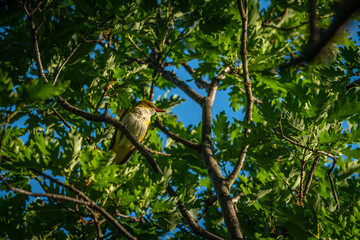 A Eurasian Golden Oriole sitting in a tree