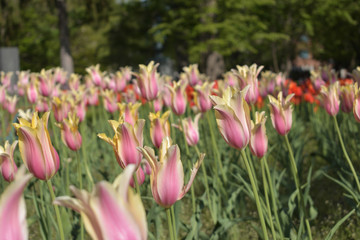 旭川　常盤公園のチューリップ
