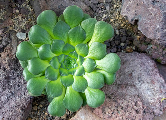 succulent plant