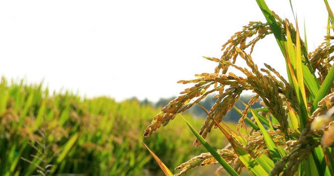 Ripe rice in the countryside farm,autumn harvest season.the ear of rice sways in the wind.