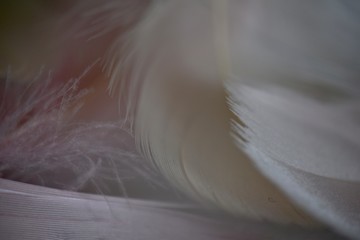 Feathers in cream and peach pastels abstract background 