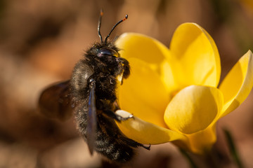 A big male carpenter bee feeding on a yellow crocus