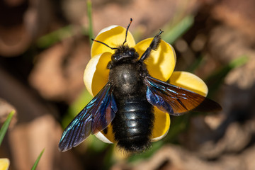 A big male carpenter bee feeding on a yellow crocus