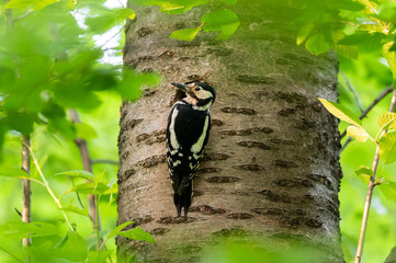A female great spotted woodpecker sitting before nest and feeding children