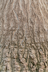 rough bark closeup