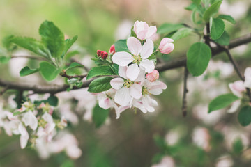 Branch of a blossoming apple tree in a spring garden.