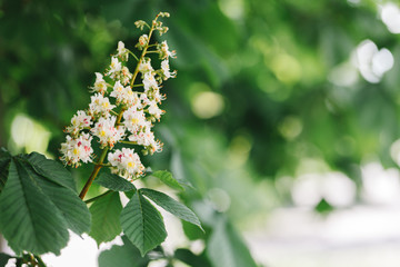 Branch of a chestnut tree with flowers in a sunlight.