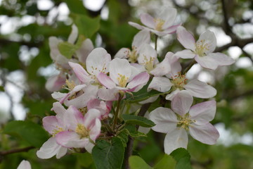 blooming apple tree