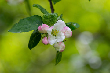 Apple branch with a flower blooming in may, close-up. 
