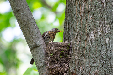  A forest bird has built a nest and feeds its young there.