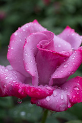 Pink rose with raindrops close up. Flowers background