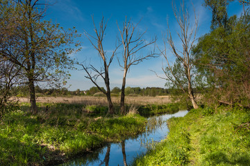 Obraz premium Wiosna nad rzeką 