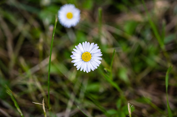 A closeup shot of beautiful white daisy flowers on a blurred background