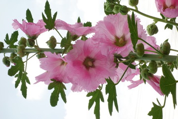 路傍の野に咲く花のように、艶やかなピンクの色の花々
