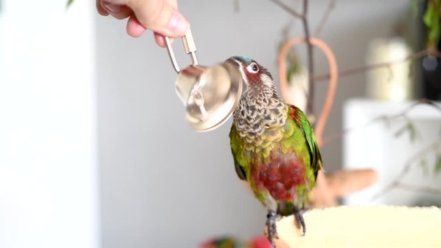 Curious parakeet playing with a small metal bell. Bell and bird sounds