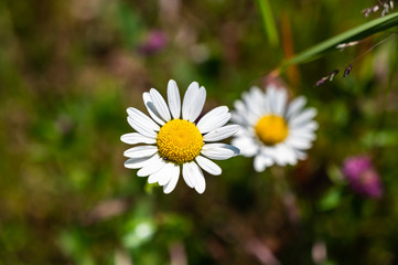 A closeup shot of beautiful white daisy flowers on a blurred background