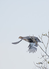 Orhon flying from a tree