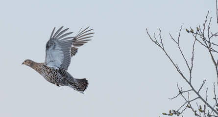 Orhon flying from a tree