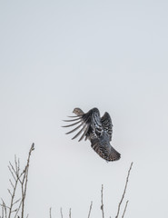 Orhon flying from a tree