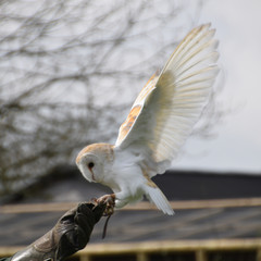 Barn Owl Profile landing on glove