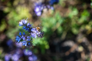 A closeup shot of a honeybee on a beautiful purple pennyroyal flowers
