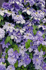 Lush flowering lilac flower of clematis creeper. Natural floral background.