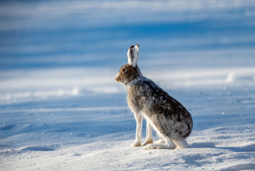 Obraz premium Hare on a field