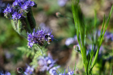 A closeup shot of a honeybee on a beautiful purple pennyroyal flowers