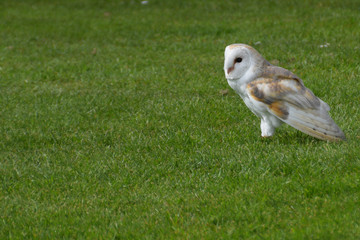 Barn Owl Profile to right