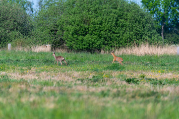 Two deer on a field  in the sunshine are on the run in safety