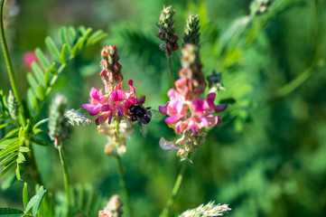 A clouse-up shot of a bumblebee on a beautiful pink lavender flower