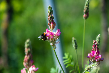 A clouse-up shot of a bumblebee on a beautiful pink lavender flower