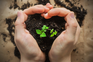 Strong human hands hold crumbly soil in the form of a heart, from which a young plant sprout grows....