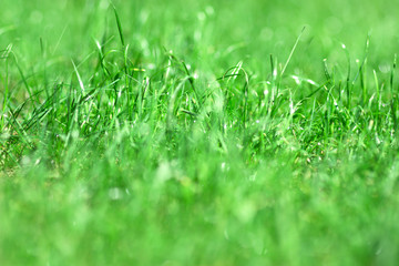 green grass blured background, close up grass bokeh backdrop,  banner copy space